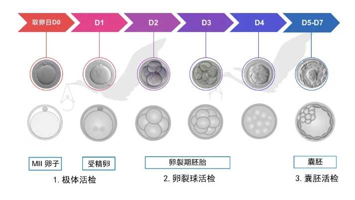 怀孕有褐色分泌物b超正常怎么回事